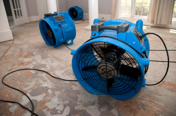 Best Mold removal after water damage  in Pueblo West, CO
